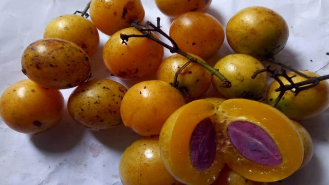 8 Manfaat Buah Gandaria untuk Kesehatan